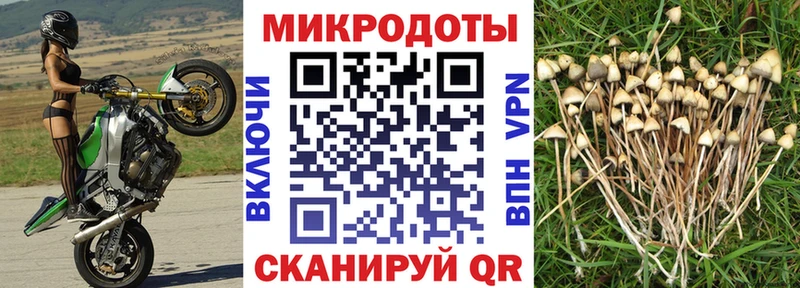 Галлюциногенные грибы мицелий хочу Нея